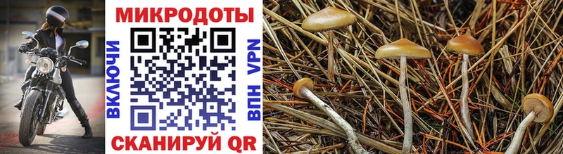 Псилоцибиновые грибы Psilocybine cubensis Сызрань